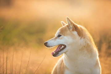Lovely Red Shiba inu dog sitting in the field in summer at sunset