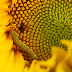green goose on a sunflower, the pest destroys destroys the crop