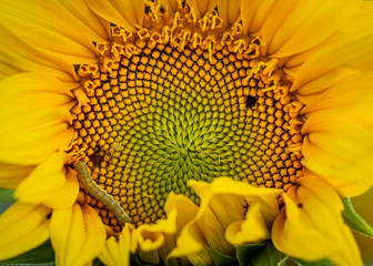 green goose on a sunflower, the pest destroys destroys the crop
