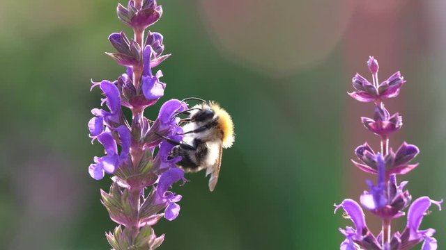 Wildbiene sammelt Honigbiene an Salbeibl&uuml;ten