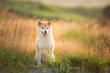 Beautiful and happy Red Shiba inu dog sitting in the field in summer at sunset