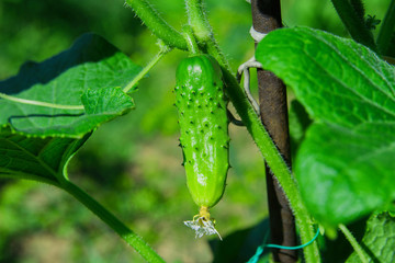 Cucumber in vegetable garden. Cucumis sativus an annual herbaceous plant of the Cucurbitaceae family, vegetable crops. Yellow flower and green cucumber. Cucumber in vegetable garden close up.