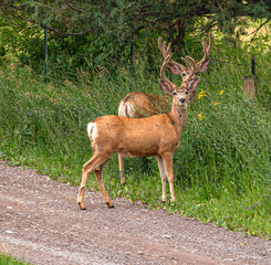 Eyes and Antlers of Mule Deer, Portland, Colorado