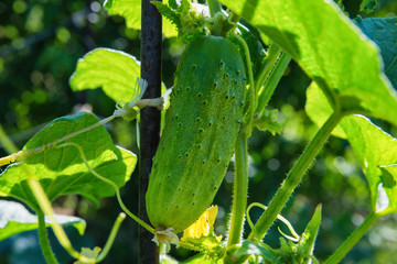 Cucumber (Cucumis sativus) in vegetable garden. Cucumis sativus an annual herbaceous plant of the Cucurbitaceae family, vegetable crops. Yellow flower and green cucumber. 