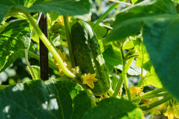 Cucumber (Cucumis sativus) in vegetable garden. Cucumis sativus an annual herbaceous plant of the Cucurbitaceae family, vegetable crops. Yellow flower and green cucumber. 