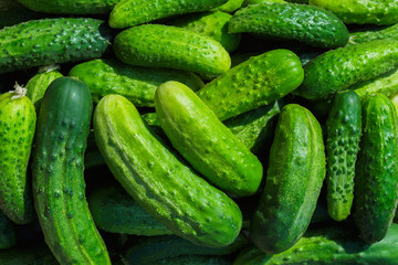 Green cucumbers background. Cucumbers latin name - Cucumis sativus. Fresh cucumbers in the market. Beautiful decor with fresh cucumbers in the form of an even row. 