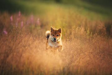 Cute and crazy Young Red Shiba Inu Puppy Dog running fast In the Meadow at golden sunset