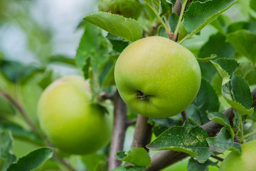 Green apples on a tree. Green apples on a branch ready to be harvested, outdoors, selective focus. Fresh green apples on tree in summer garden. Green apples on tree close up.