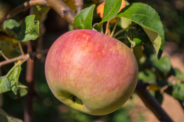 Green apples on a tree. Green apples on a branch ready to be harvested, outdoors, selective focus. Fresh green apples on tree in summer garden. Green apples on tree close up.