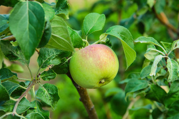 Green apples on a tree. Green apples on a branch ready to be harvested, outdoors, selective focus. Fresh green apples on tree in summer garden. Green apples on tree close up.