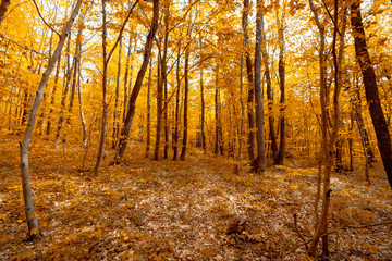 autumn in the forest
