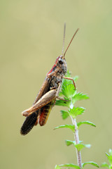Grashüpfer
