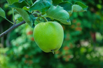 Green apples on a tree. Green apples on a branch ready to be harvested, outdoors, selective focus. Fresh green apples on tree in summer garden. Green apples on tree close up.