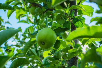 Green apples on a tree. Green apples on a branch ready to be harvested, outdoors, selective focus. Fresh green apples on tree in summer garden. Green apples on tree close up.