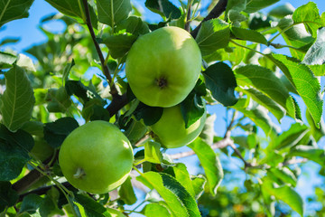 Green apples on a tree. Green apples on a branch ready to be harvested, outdoors, selective focus. Fresh green apples on tree in summer garden. Green apples on tree close up.