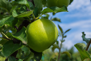 Green apples on a tree. Green apples on a branch ready to be harvested, outdoors, selective focus. Fresh green apples on tree in summer garden. Green apples on tree close up.