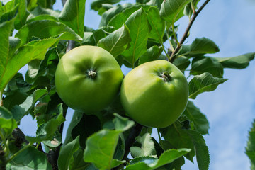 Green apples on a tree. Green apples on a branch ready to be harvested, outdoors, selective focus....