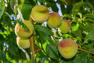 Peaches on tree. Beautiful peaches on tree. Green fruit garden. Peaches close up.