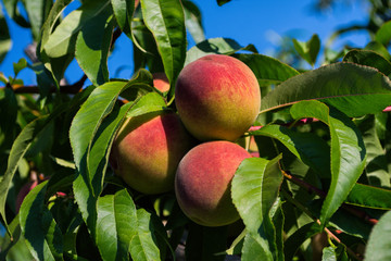 Peaches on tree. Beautiful peaches on tree. Green fruit garden. Peaches close up.