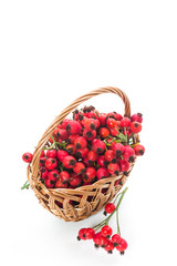 ripe red dogrose in a basket isolated on white