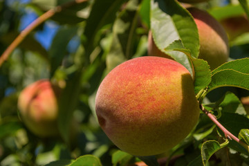 Peaches on tree. Beautiful peaches on tree. Green fruit garden. Peaches close up.