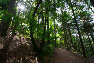 Wald in der Nähe des Haut Barr in Saverne in den Vogesen
