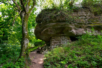 Wald in der Nähe des Haut Barr in Saverne in den Vogesen