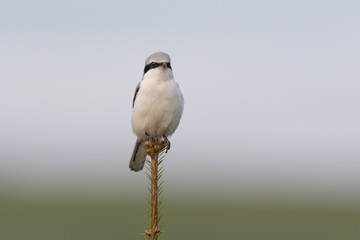Nördlicher Raubwürger