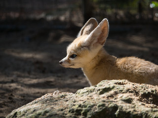 Fennec