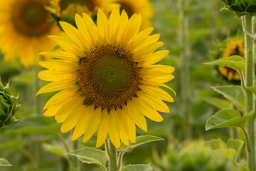 Young sunflower flower close up, soft focus