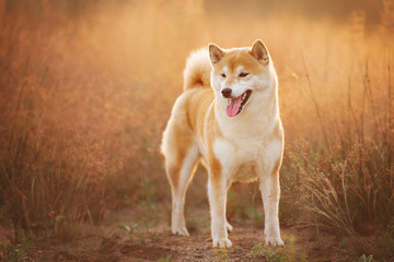 Beautiful and happyRed Shiba inu dog standing in the field in summer at sunset - obrazy, fototapety, plakaty