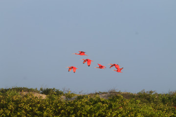 Scarlet ibis from Lencois Maranhenses National Park, Brazil.