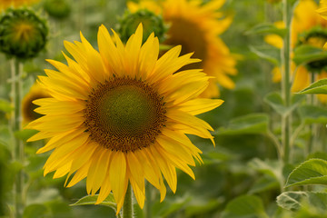 Young sunflower flower close up, soft focus