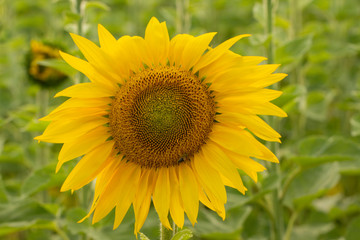 Young sunflower flower close up, soft focus