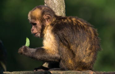 Singe