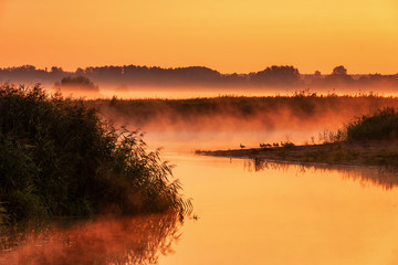 Letni poranek w Dolinie Narwi, Podlasie, Polska © podlaski49