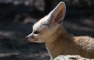 Fennec