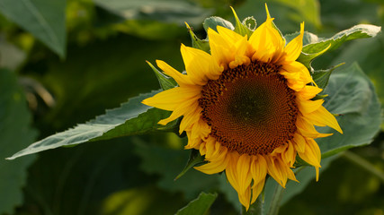 Young sunflower flower close up, soft focus