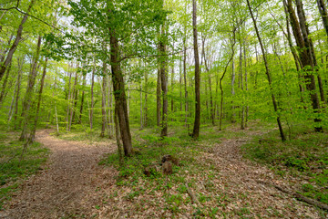 Obraz premium path in the forest