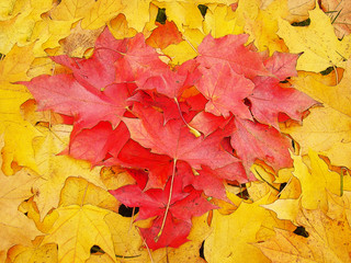 Naklejka na ściany i meble Beautiful autumn background image with a heart symbol of maple leaves