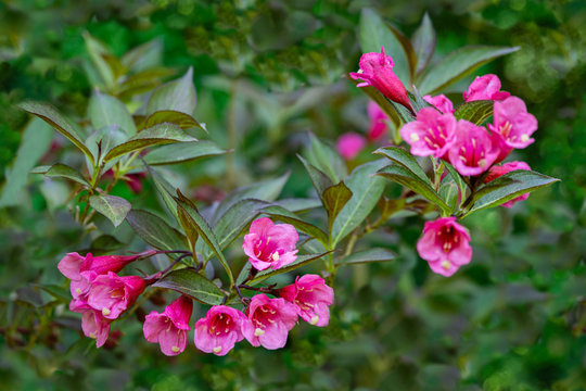 Seamless natural photo background with blooming pink flowers of Weigela florida Nana Purpurea. Floral pattern in pink and green colors for textile or wallpaper from really nature