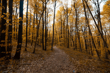 autumn in the forest