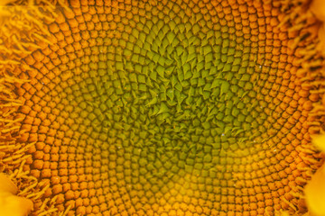 The spiral part of the center of a sunflower flower close-up