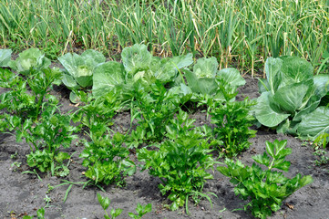 Obraz premium organically cultivated various vegetables in the vegetable garden 