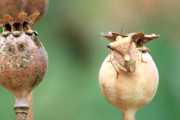 Nördliche Fruchtwanze