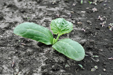  close-up of young pumpkin sprout in the vegetable garden