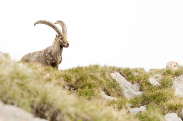 Bouquentin en observation