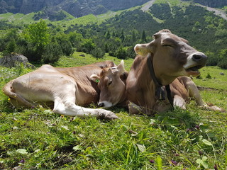 cow in the alps