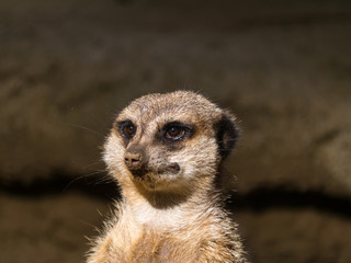 Suricate