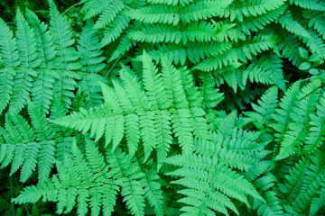 Fototapeta na wymiar Fern leaves in the forest. Juicy saturated green color. Top view.